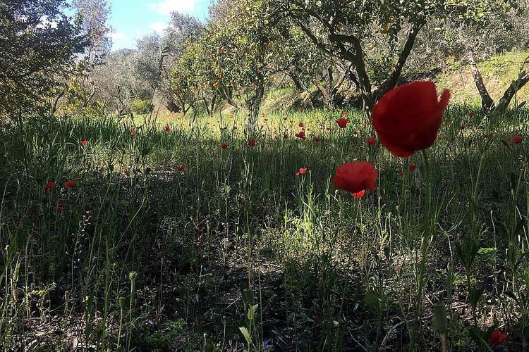خيمة فاخرة خاصة في الطبيعة