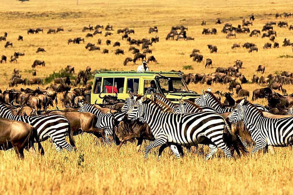 8 يوم Safari إلى Ngorongoro و Serengeti National Park ، أفريقيا
