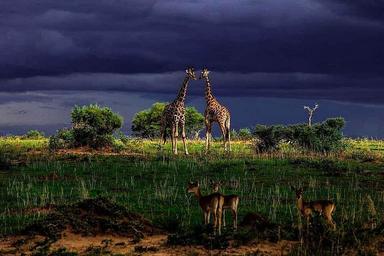 8 Day Private o Group Yoga at Safari Retreat sa Kampala, Uganda