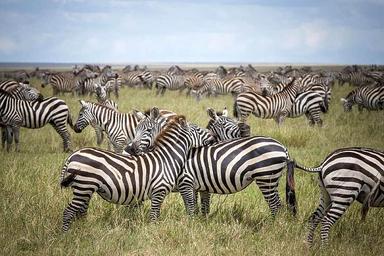 4 Day Serengeti Hot Air Balloon Safari sa Tanzania, Africa