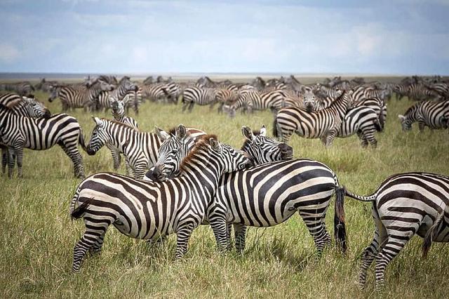 4 Day Serengeti Hot Air Balloon Safari sa Tanzania, Africa