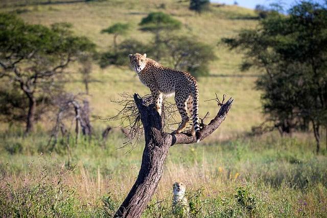 5 Day Safari sa Tarangire, Lake Manyara, at Ngorongoro, Africa