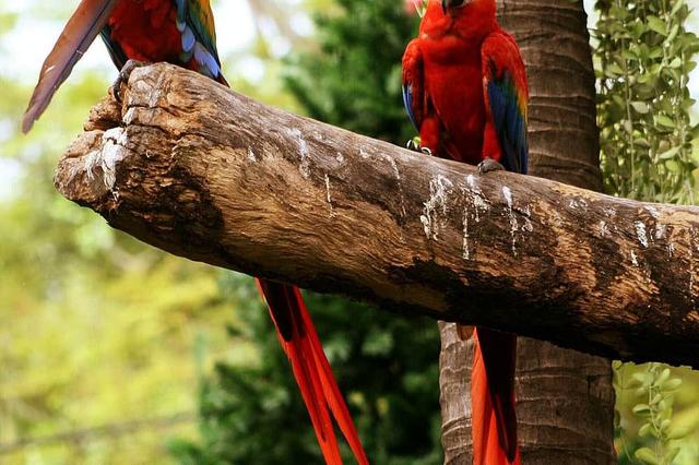 8 Araw ng 'Jungle Vibes' 2025 Retreat sa Magical Peru