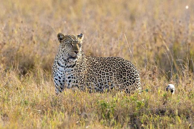 8 يوم Safari إلى Ngorongoro و Serengeti National Park ، أفريقيا
