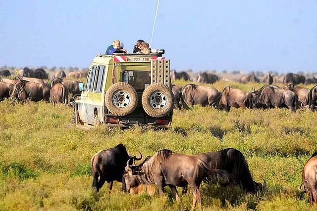 8 يوم Safari إلى Ngorongoro و Serengeti National Park ، أفريقيا