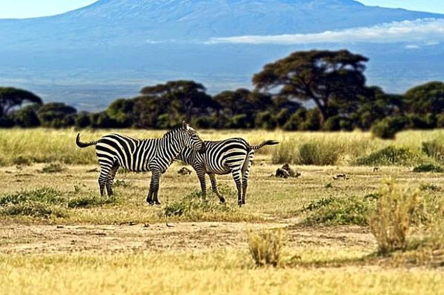 5 Day Safari sa Tarangire, Lake Manyara, at Ngorongoro, Africa