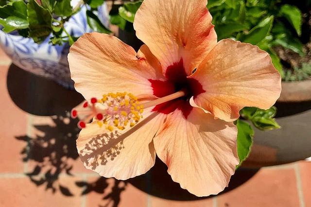8 Day Fundamental Hawaiian Lomi Lomi Nui Pagsasanay sa Portugal