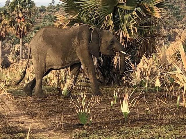 8 Day Private o Group Yoga at Safari Retreat sa Kampala, Uganda