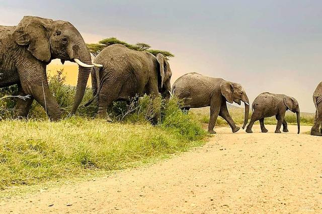 4 Safari Balon Udara Panas Serengeti di Tanzania, Afrika